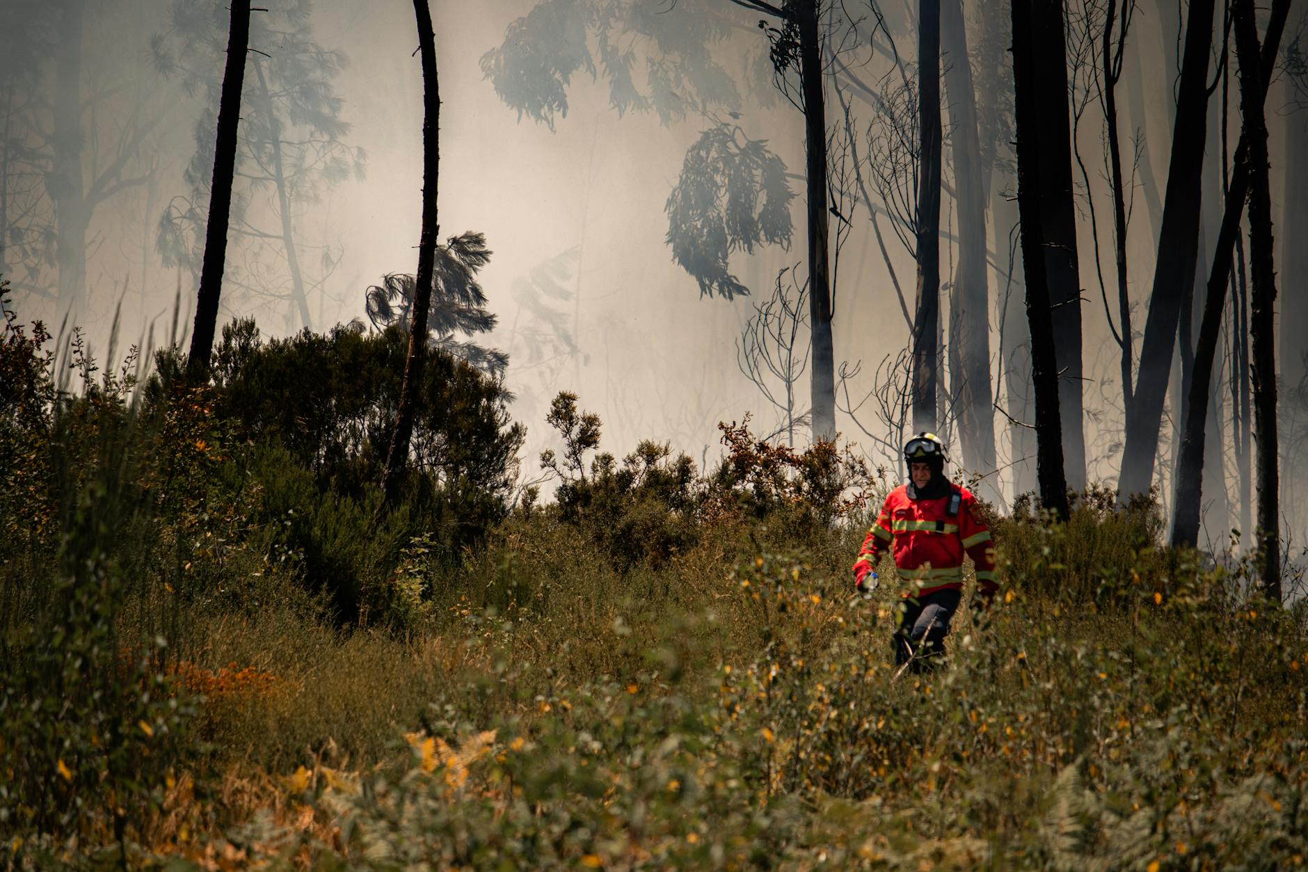 Poway Initiates Large-Scale Eucalyptus Tree Removal for Safer Wildfire Evacuations